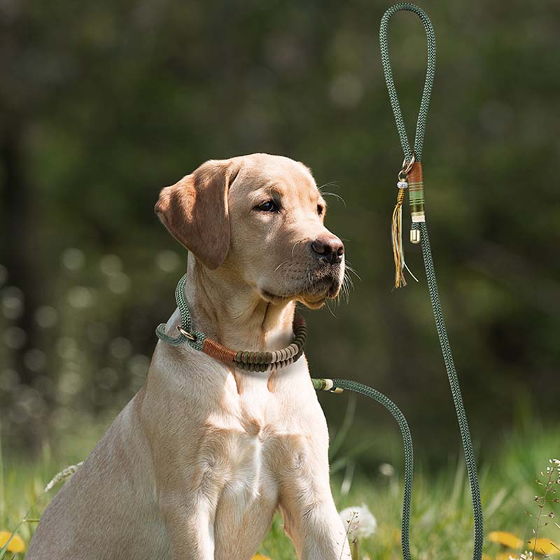 Corda trançada tricotada à mão sem puxar treinamento para cães, tudo em uma só coleira