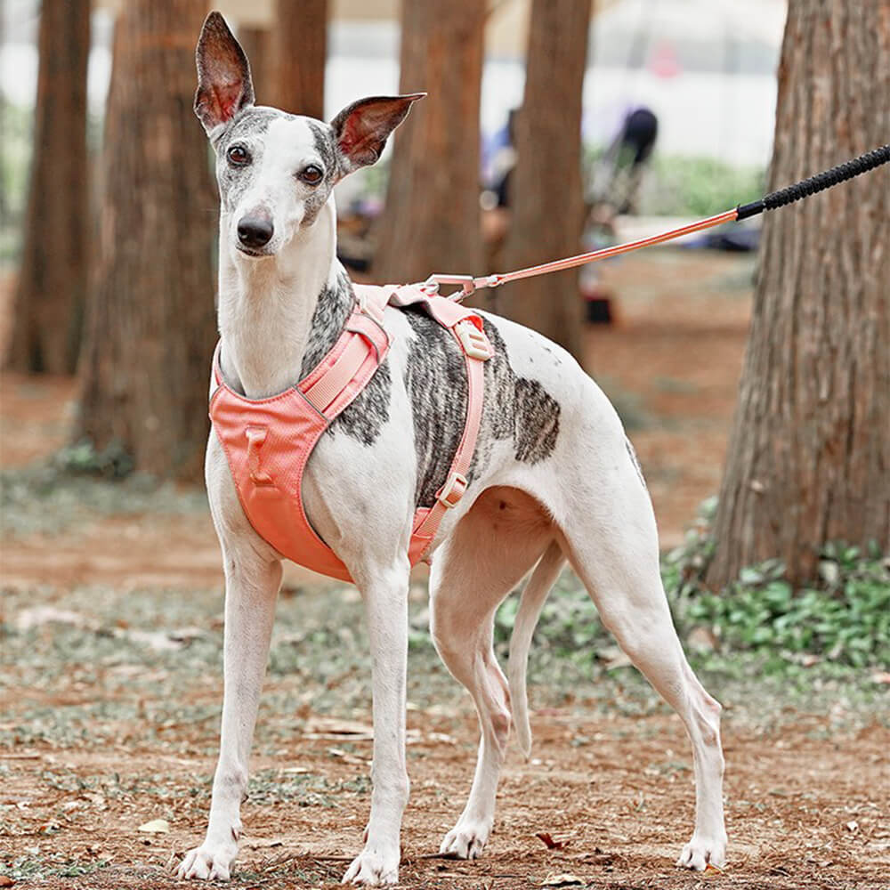 Harnais pour chien Anti-traction léger, imperméable et respirant et laisse multifonctionnelle