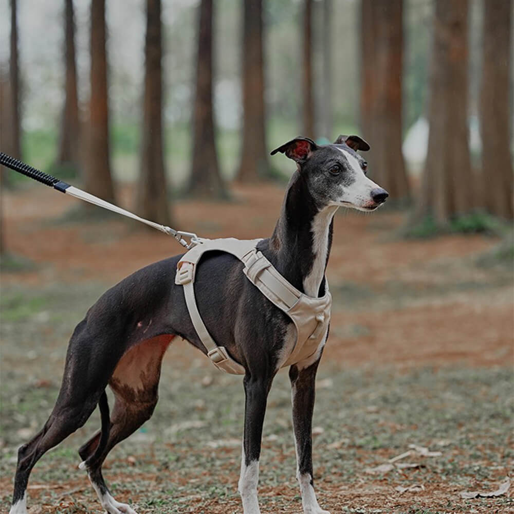 Harnais pour chien Anti-traction léger, imperméable et respirant et laisse multifonctionnelle