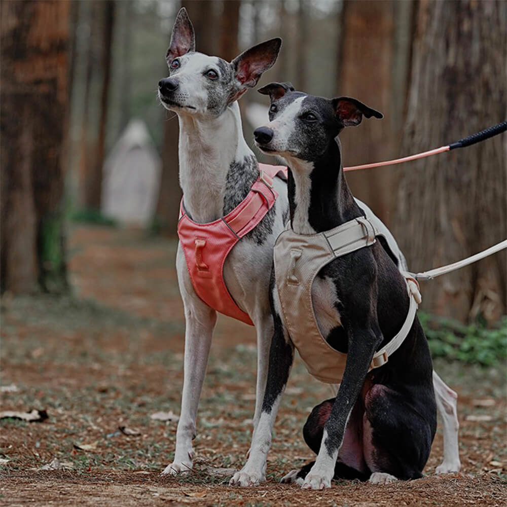 Harnais pour chien Anti-traction léger, imperméable et respirant et laisse multifonctionnelle