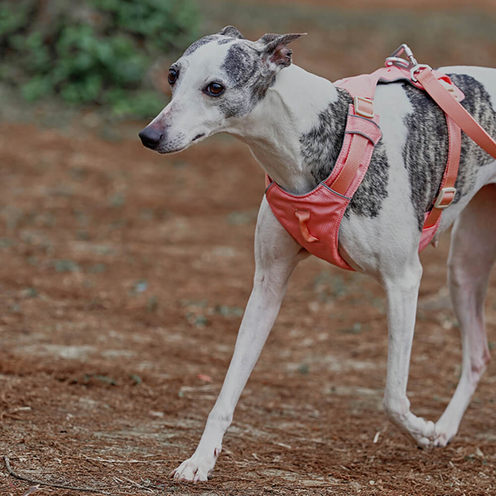 Harnais pour chien Anti-traction léger, imperméable et respirant et laisse multifonctionnelle