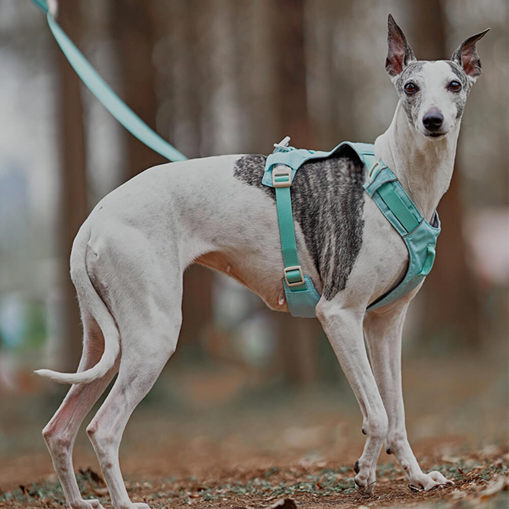 Harnais pour chien Anti-traction léger, imperméable et respirant et laisse multifonctionnelle