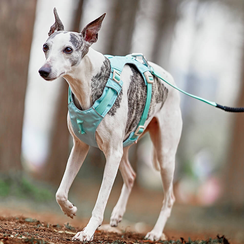 Harnais pour chien Anti-traction léger, imperméable et respirant et laisse multifonctionnelle