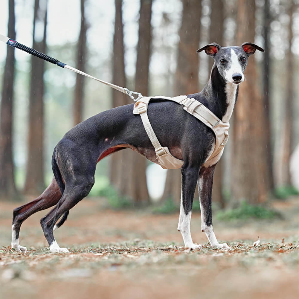 Harnais pour chien Anti-traction léger, imperméable et respirant et laisse multifonctionnelle