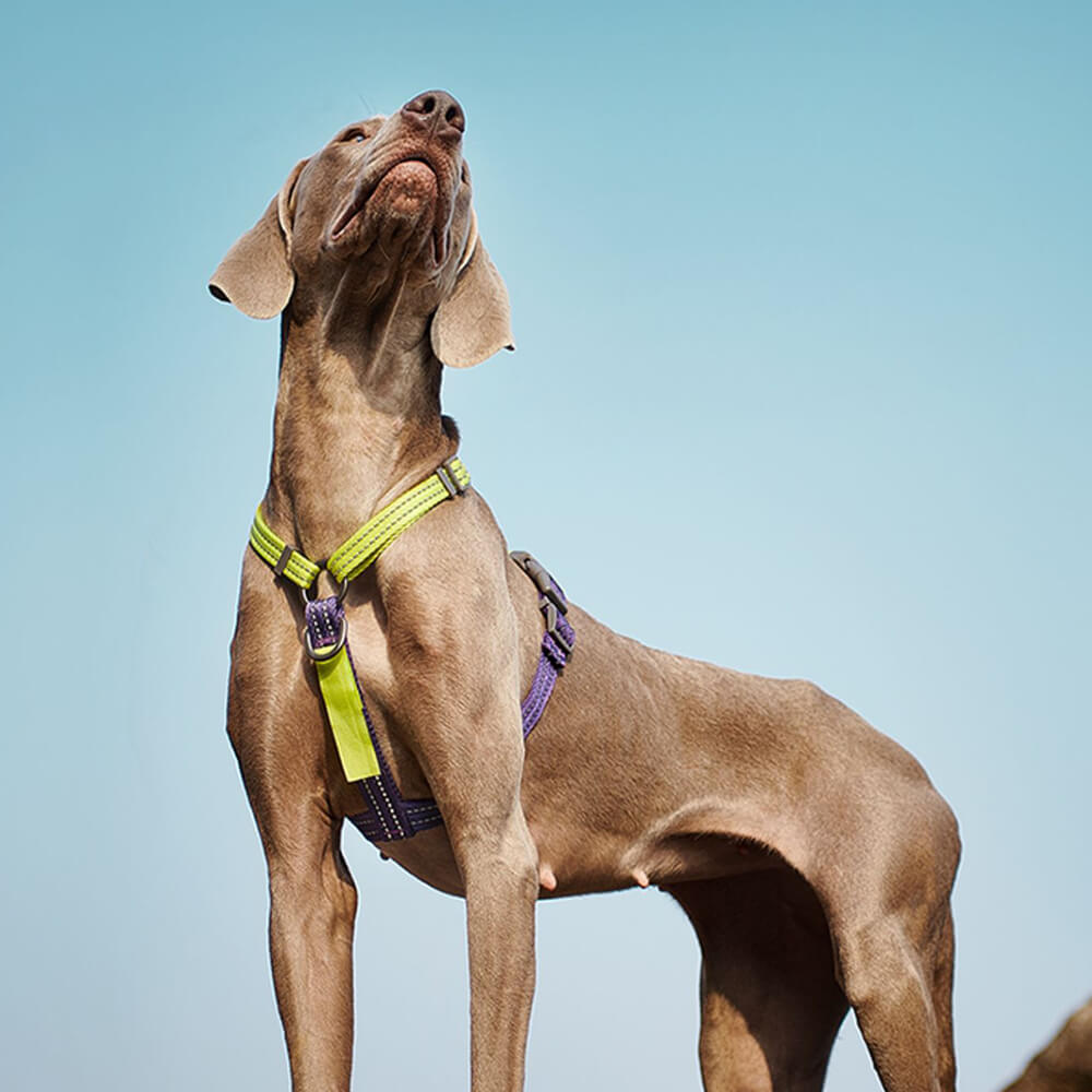 Reflektierendes Hundegeschirr mit Schnallenhals und No-Pull-Hundegeschirr