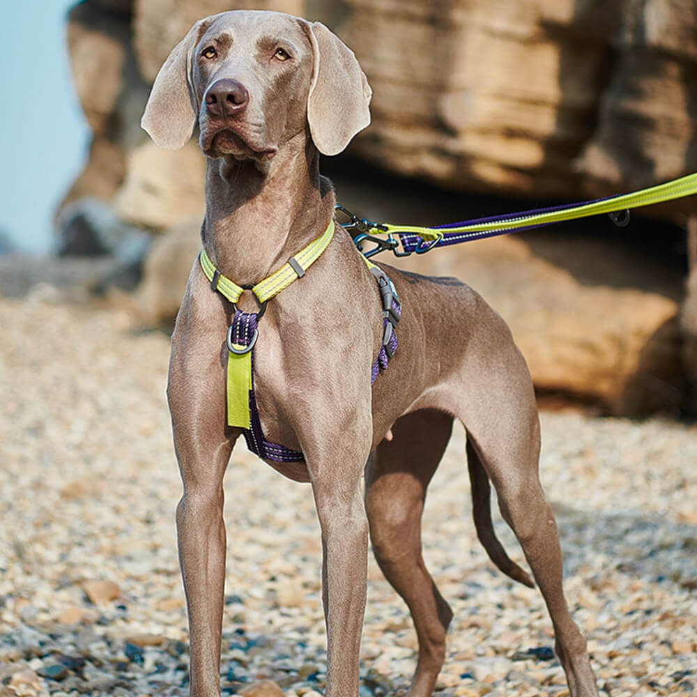 Arnés de equilibrio reflectante con cuello y hebilla Arnés para perros sin tirones