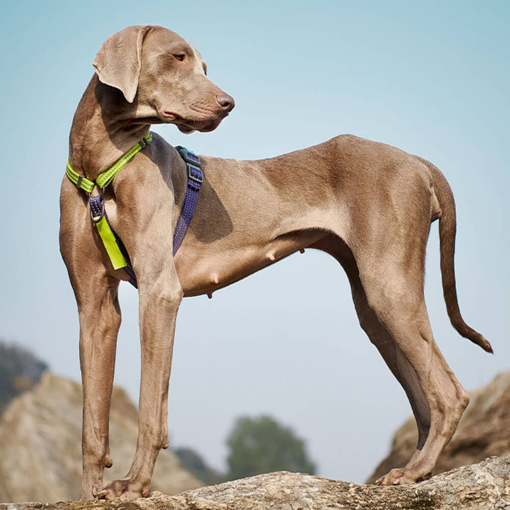 Harnais d'équilibre réfléchissant à boucle et col pour chien, sans traction