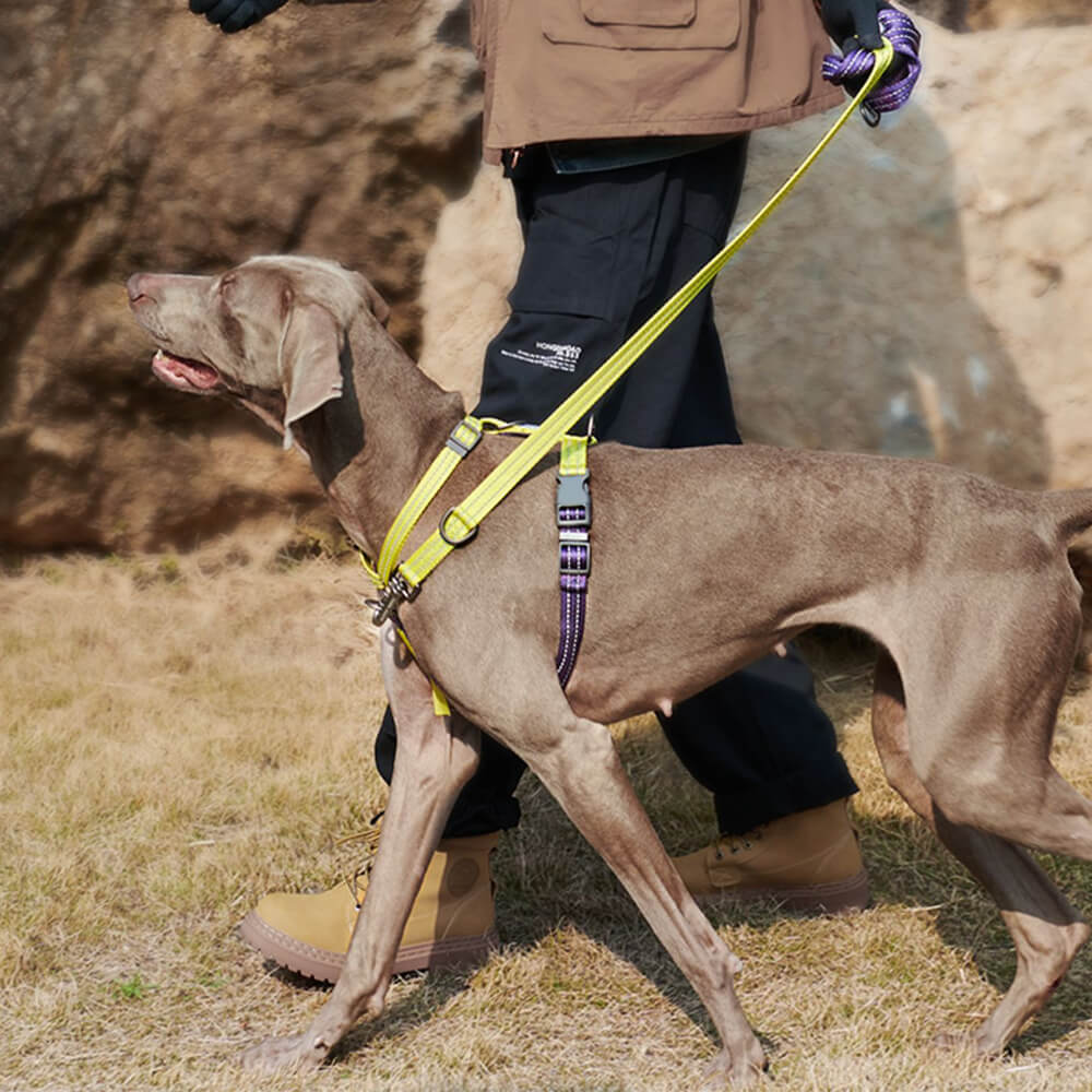 Harnais d'équilibre réfléchissant à boucle et col pour chien, sans traction