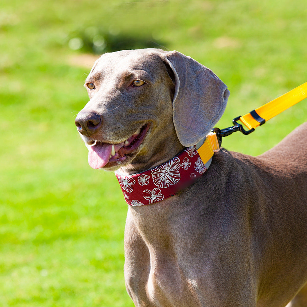 Stilvolles, bequemes, nicht ziehendes, cooles Hundezubehör-Halsband