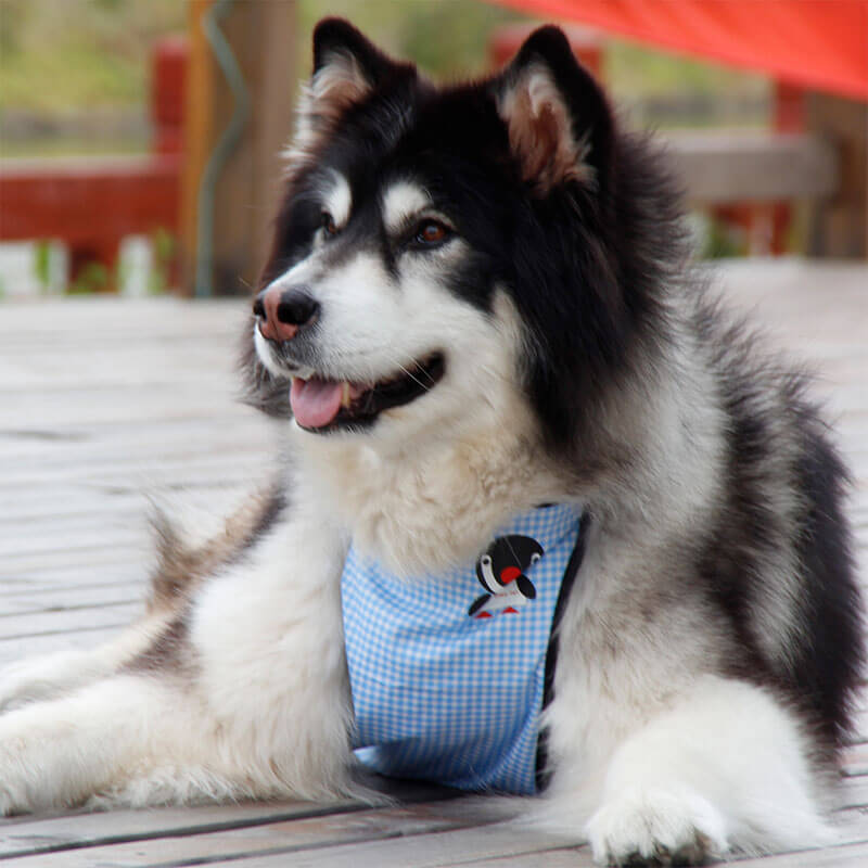 Bavoir imperméable à carreaux pour animaux de compagnie, couverture de ventre de chien