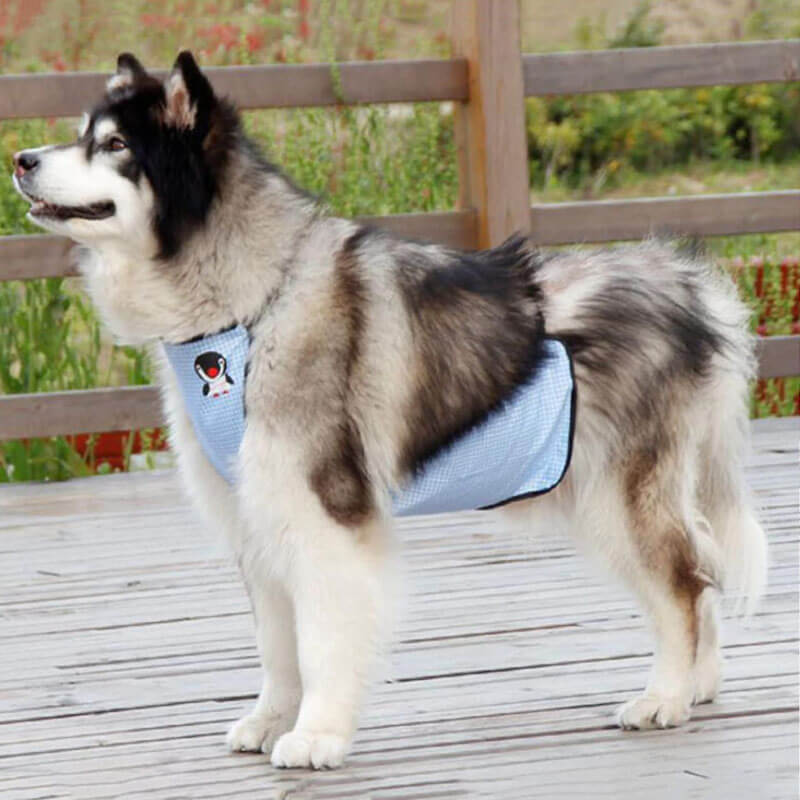 Bavoir imperméable à carreaux pour animaux de compagnie, couverture de ventre de chien