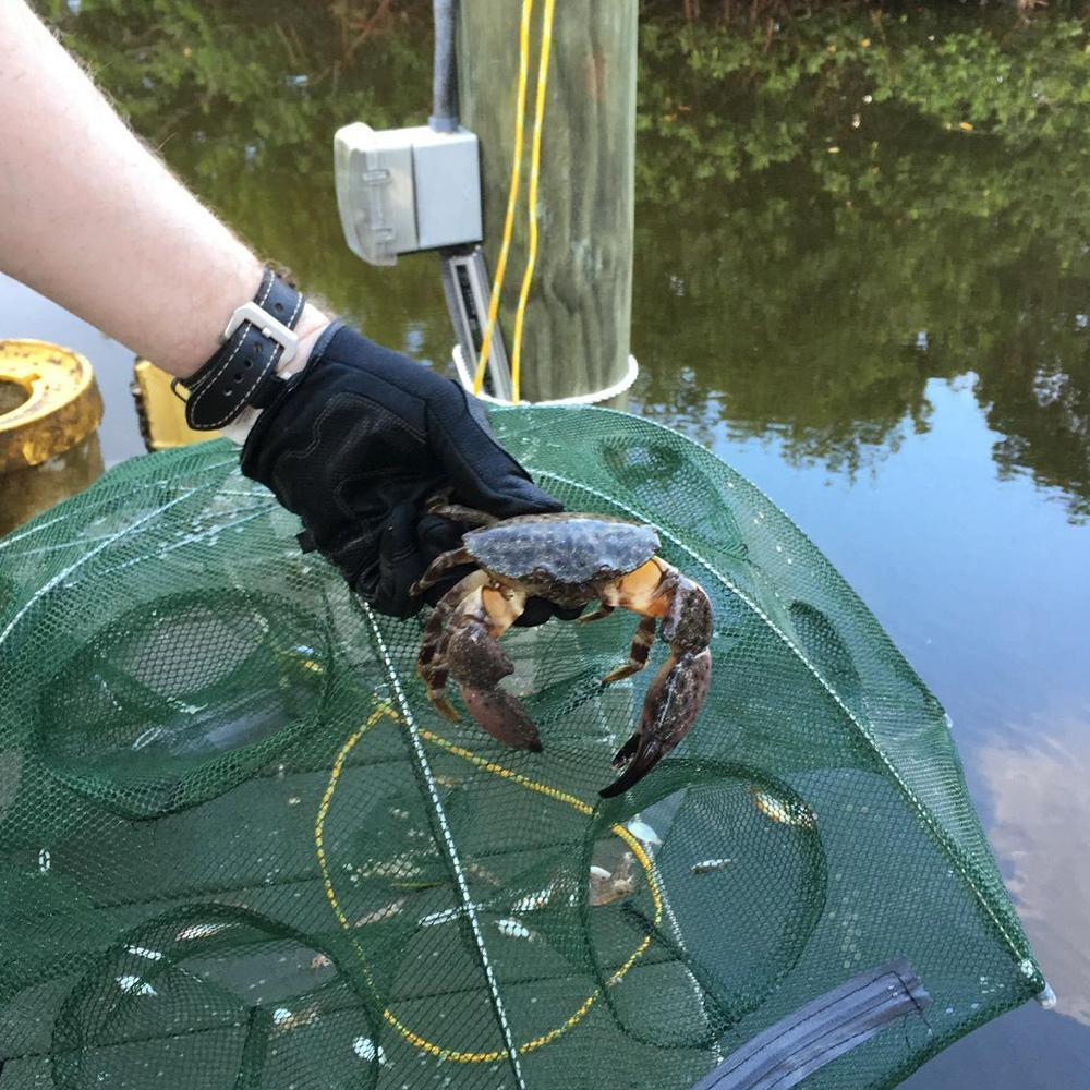 Automatic Folding Fish Trap