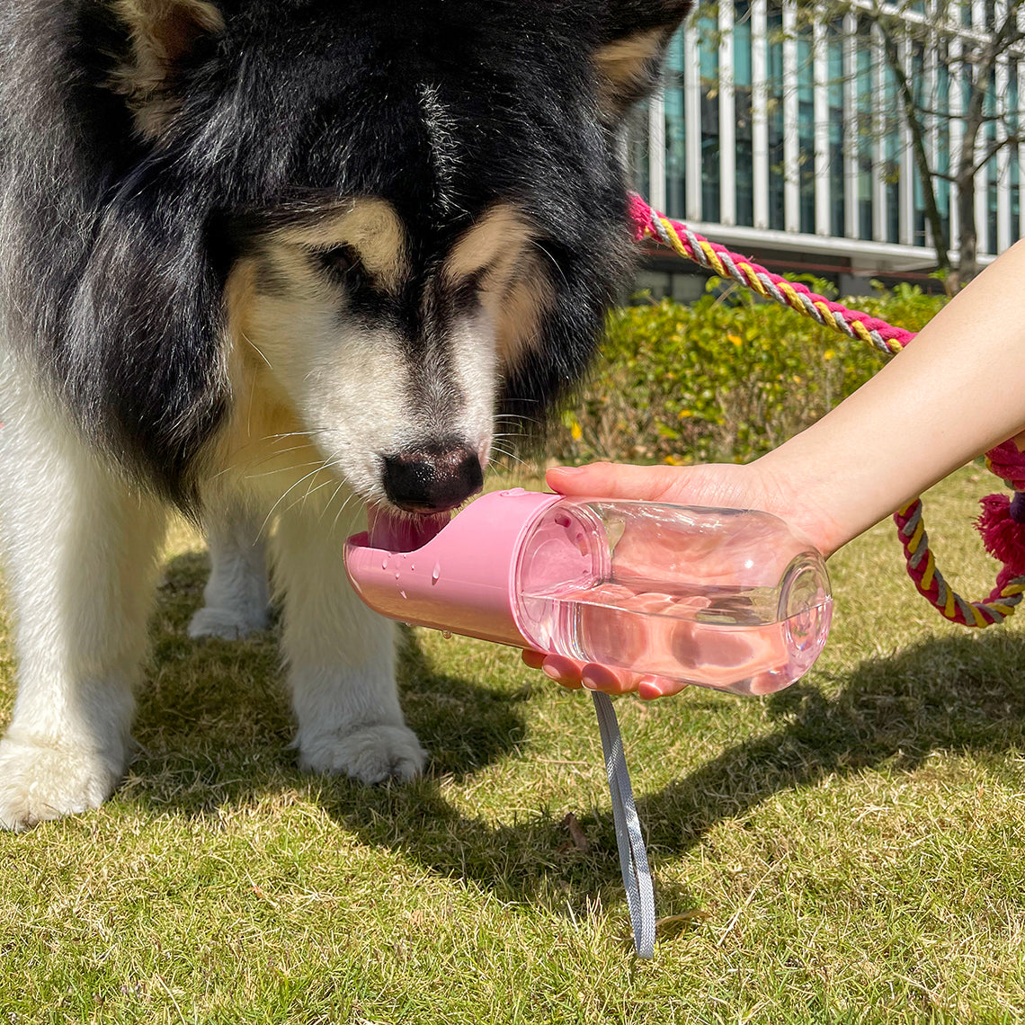 Bouteille d'eau portative pour chien d'extérieur