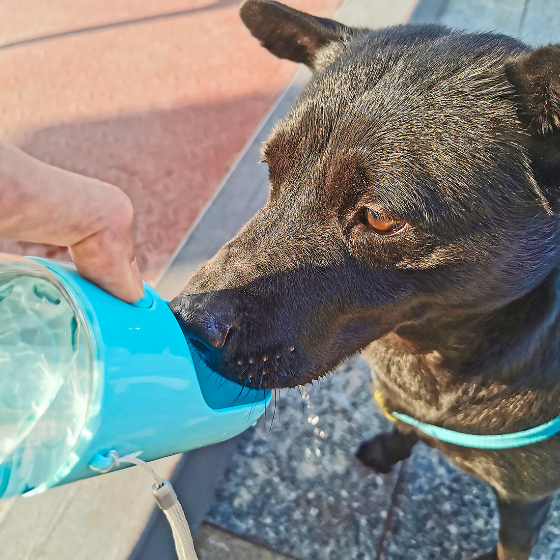 Bouteille d'eau portative pour chien d'extérieur