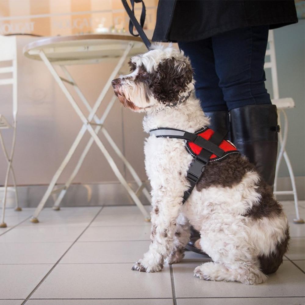 Large Dog Chest Harness