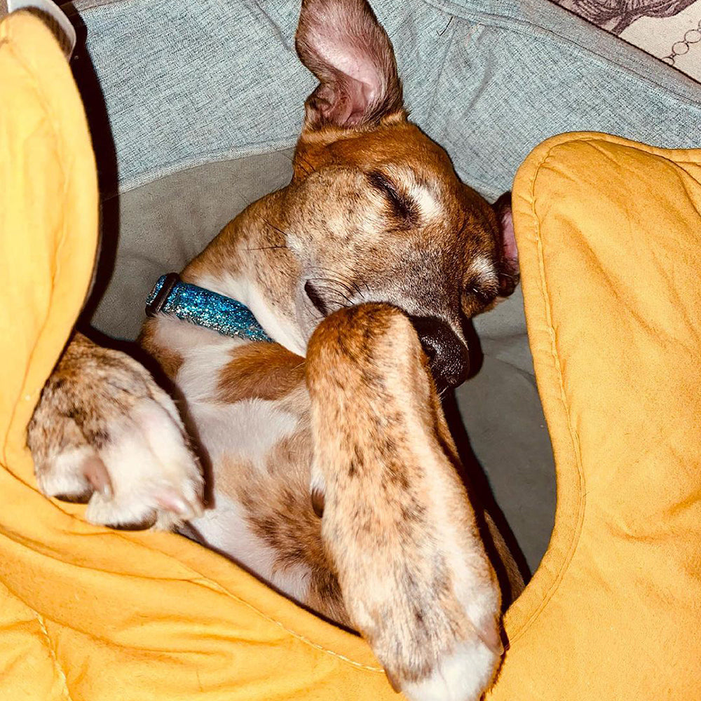 Cobertor para cachorro em formato de folha com donut, cama para cachorro, presentes luxuosos para cachorro