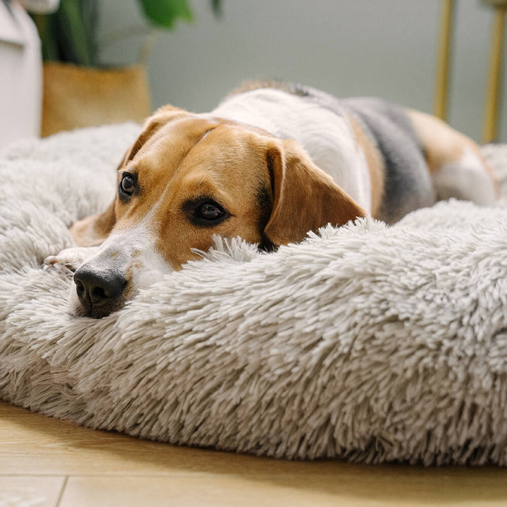 Cama redonda felpuda e fofa para cachorro