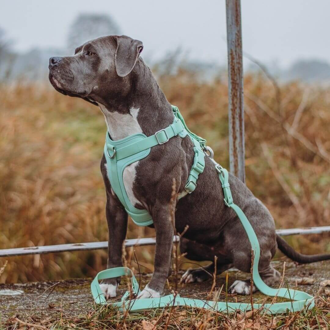 Arnês para cachorro de goma