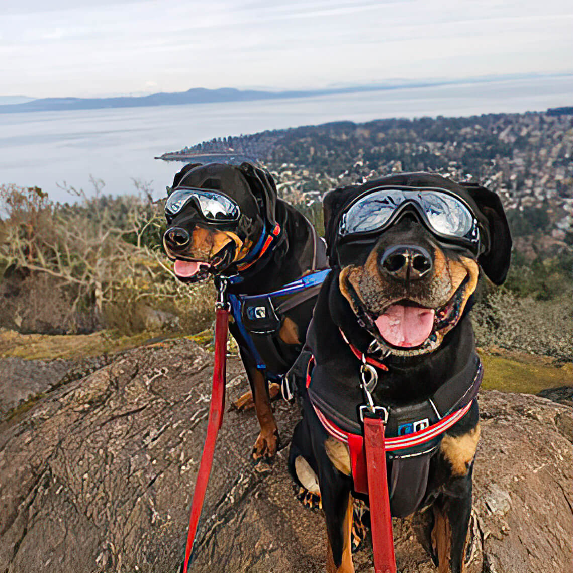 Lunettes pour accessoires Big Cool Dog