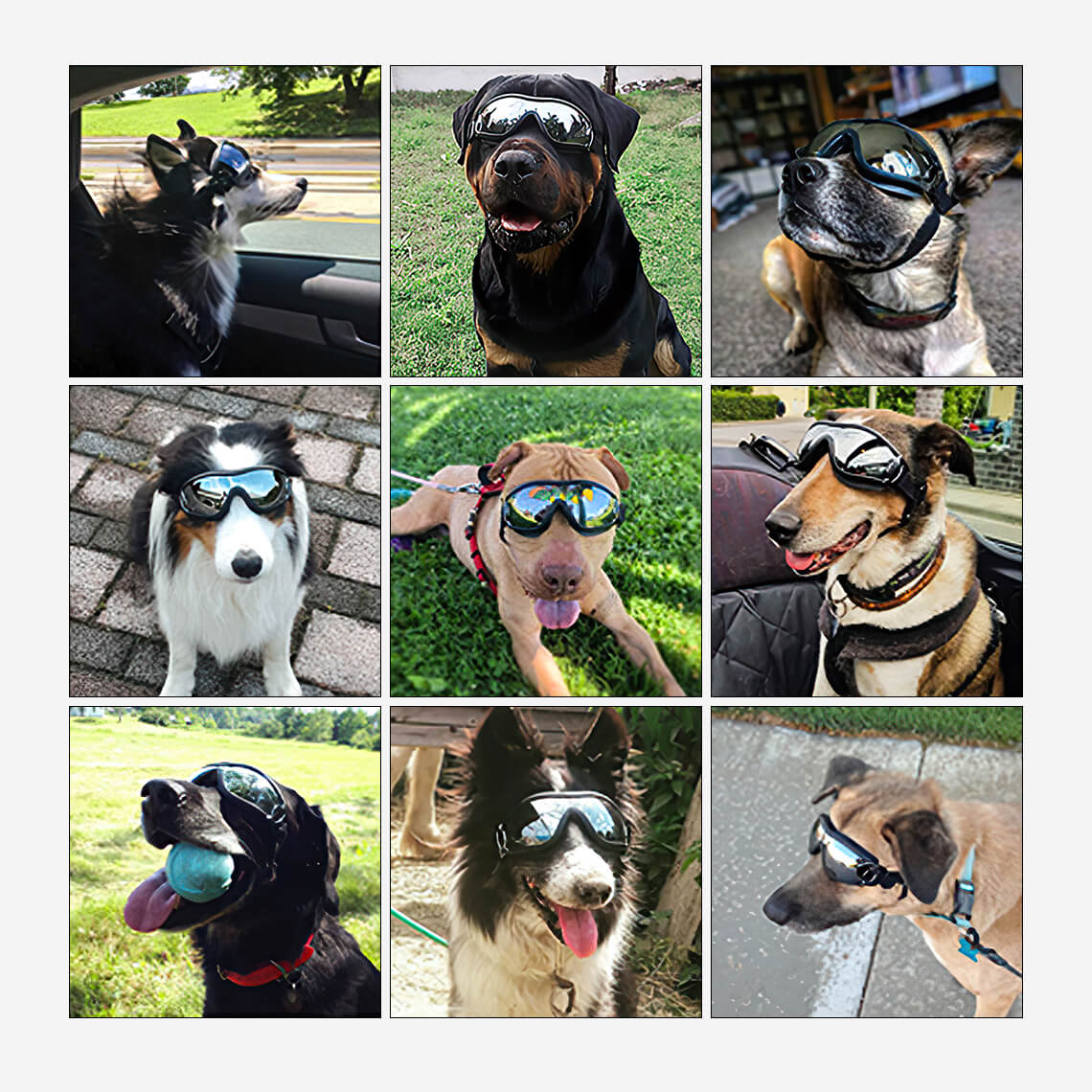 Lunettes pour accessoires Big Cool Dog